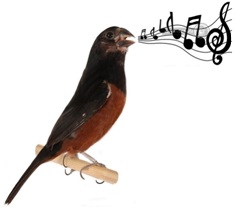 O canto dulcíssono das aves Curió Orkut