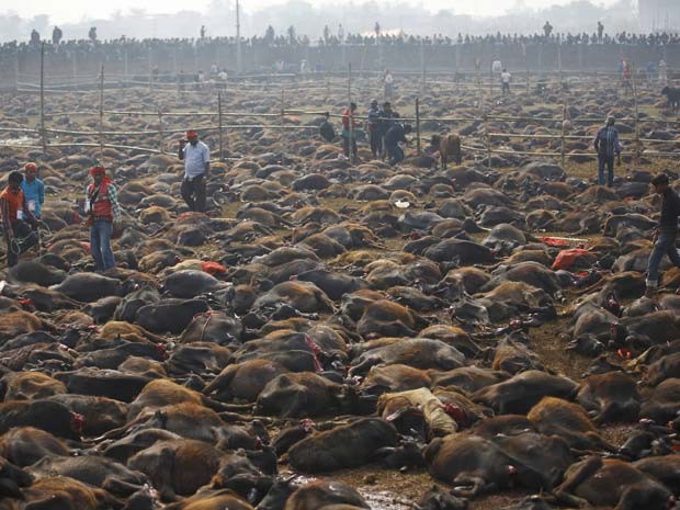 Búfalos mortos no Nepal em sacrifício bufalos nepal