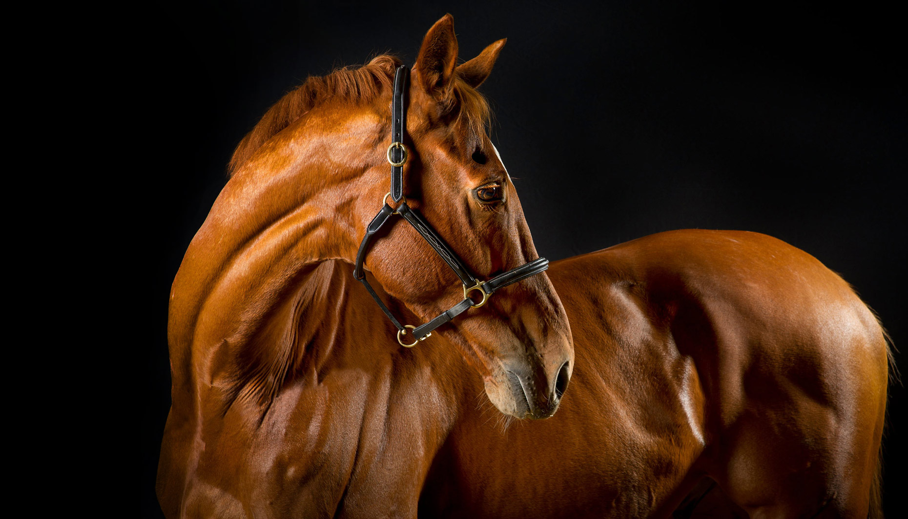 cavalo