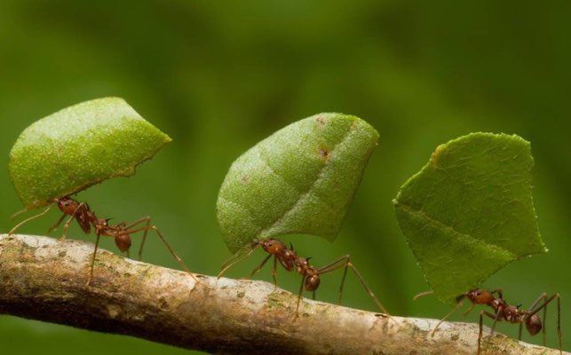 Devemos aprende lições preciosas com as criaturas pequenas