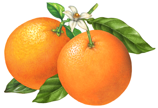 oranges two whole leaves blossom botanical
