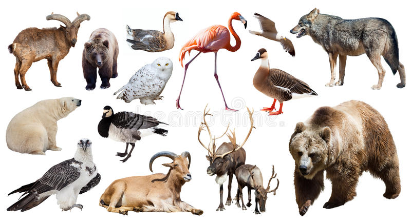 set bear other european animals isolated white 82570334