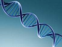 Variação do DNA humano aproxima-se da linha temporal bíblica