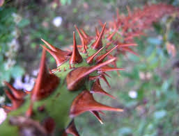 Espinhos
