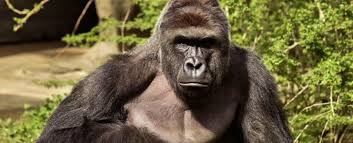 Gorila Harambe Gorila Harambe