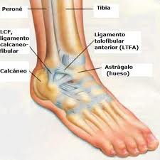 Os Ligamentos são muito importantes