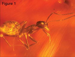 fossilformigavivanv1.jpg