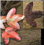 maple_leaves.jpg