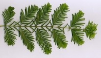 metasequoias.jpg