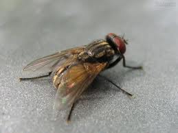 Mosca