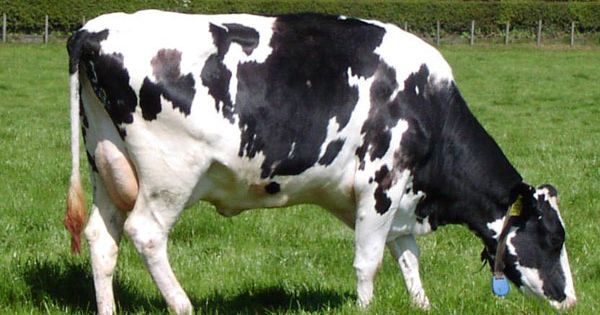 vaca